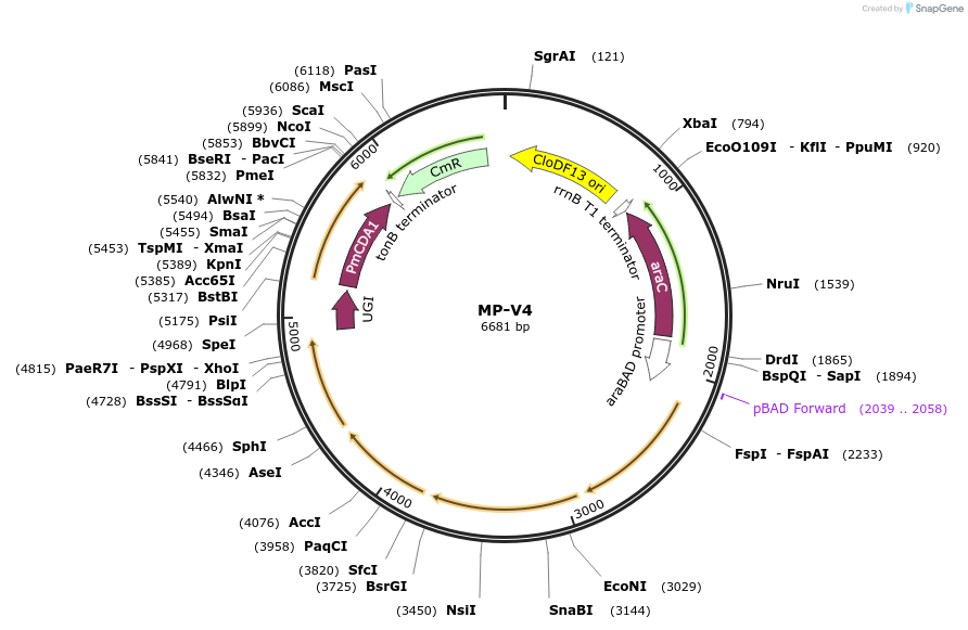 69706-plasmid-map-sequence-id-123446