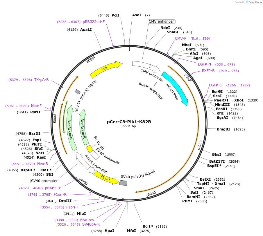 68134-plasmid-map-sequence-id-123466