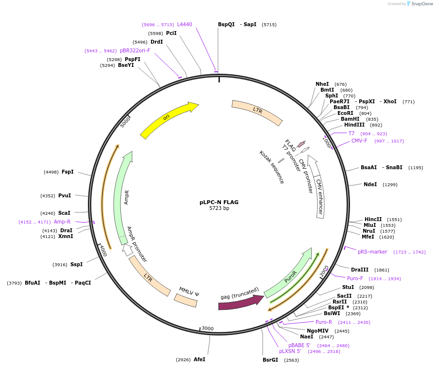 12521-plasmid-map-sequence-id-123475