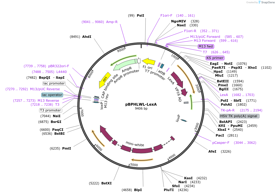 26258-plasmid-map-sequence-id-12350