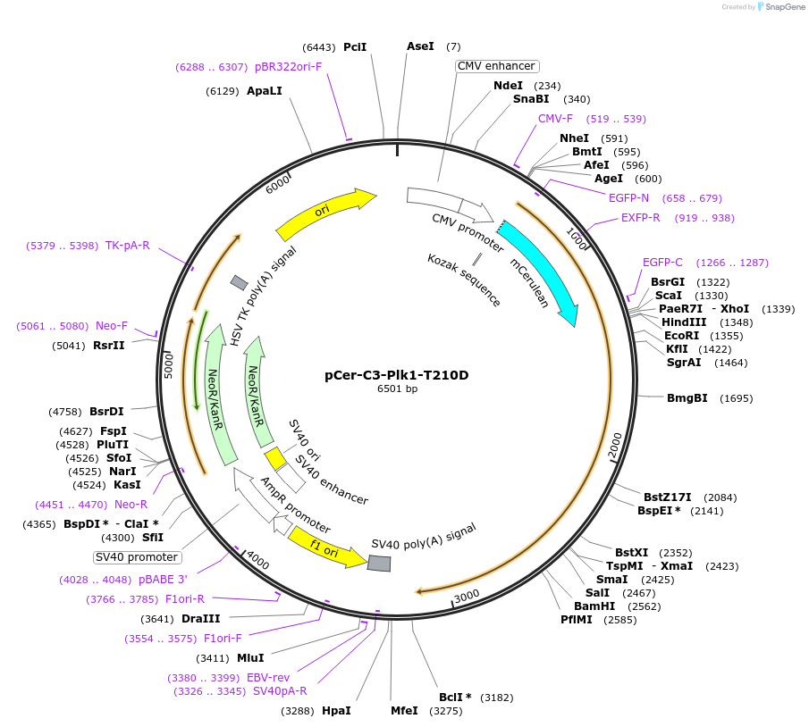 68133-plasmid-map-sequence-id-123512