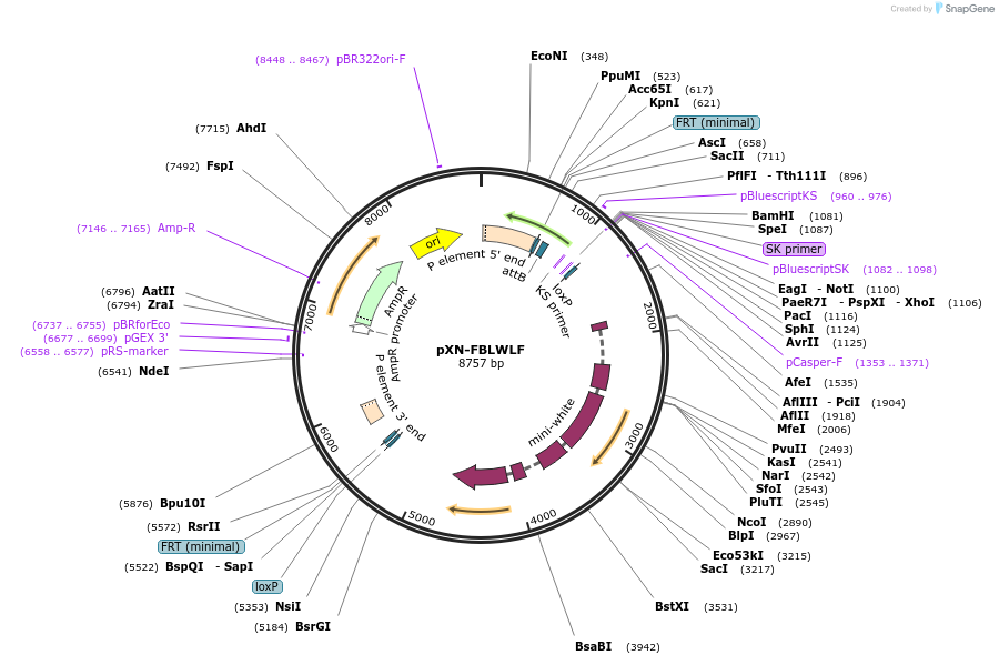 26262-plasmid-map-sequence-id-12354