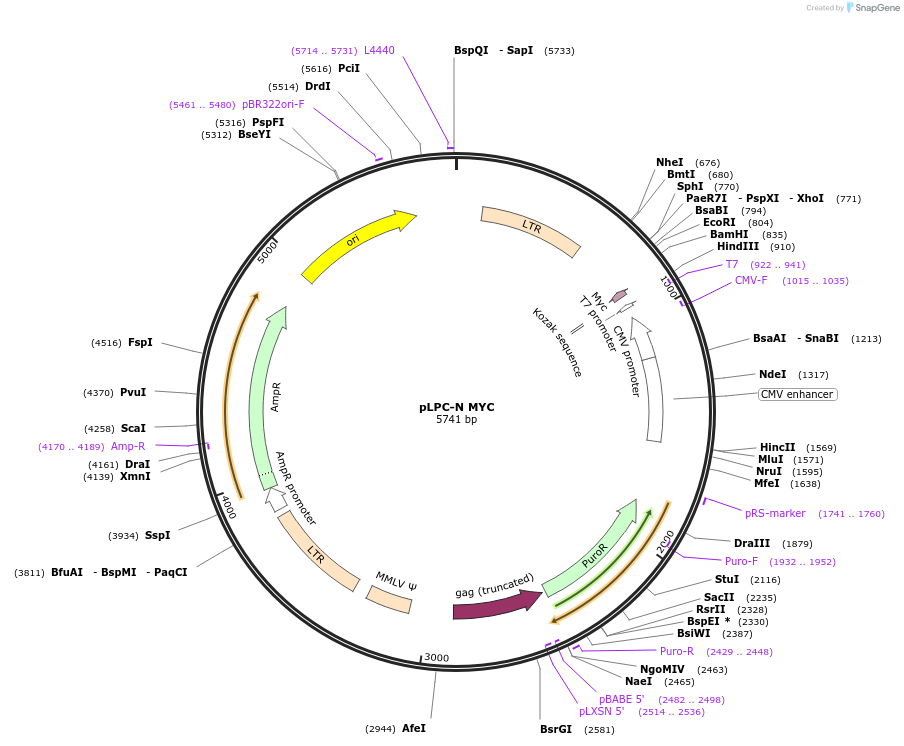 12540-plasmid-map-sequence-id-123590
