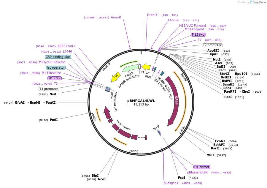 26270-plasmid-map-sequence-id-12362
