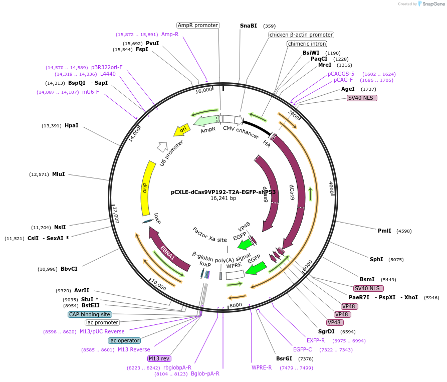 69535-plasmid-map-sequence-id-123648