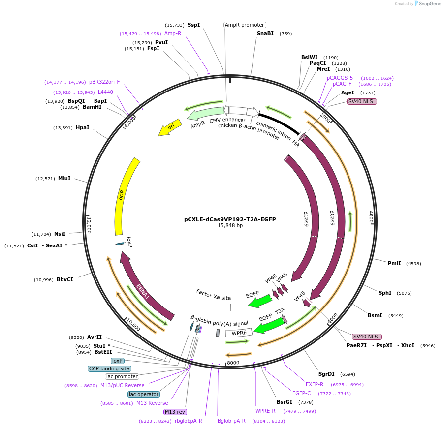 69536-plasmid-map-sequence-id-123653