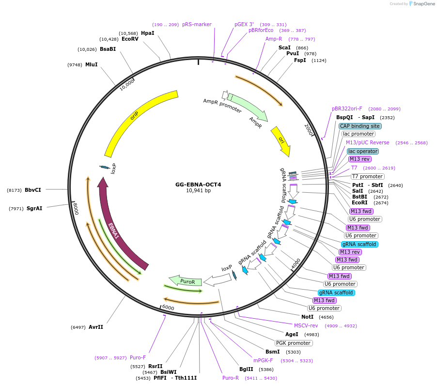 69537-plasmid-map-sequence-id-123656