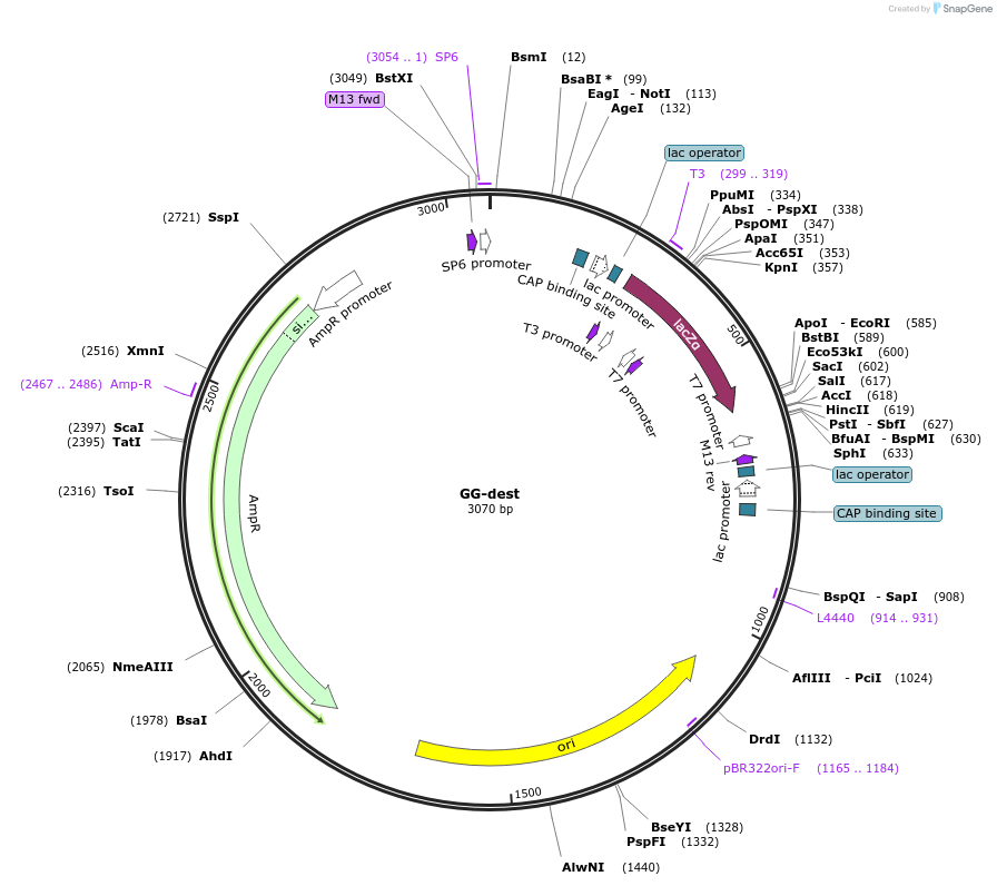 69538-plasmid-map-sequence-id-123657