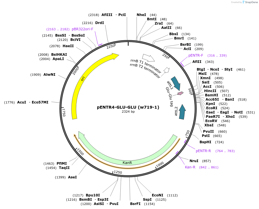 26283-plasmid-map-sequence-id-12369