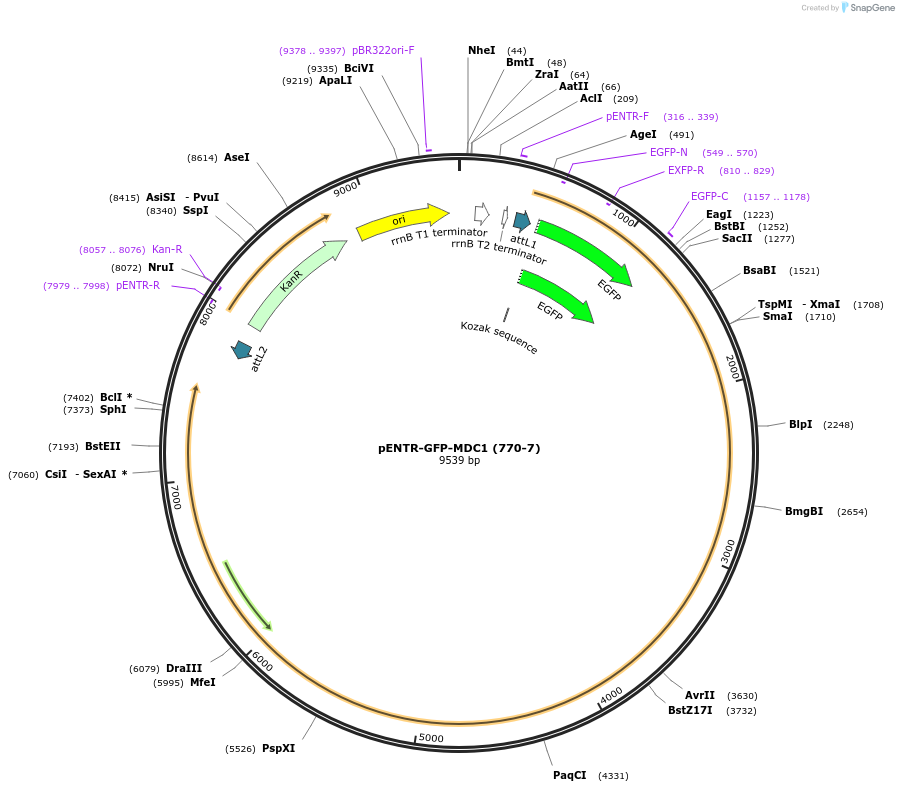 26284-plasmid-map-sequence-id-12370