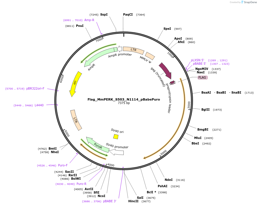 58423-plasmid-map-sequence-id-123700