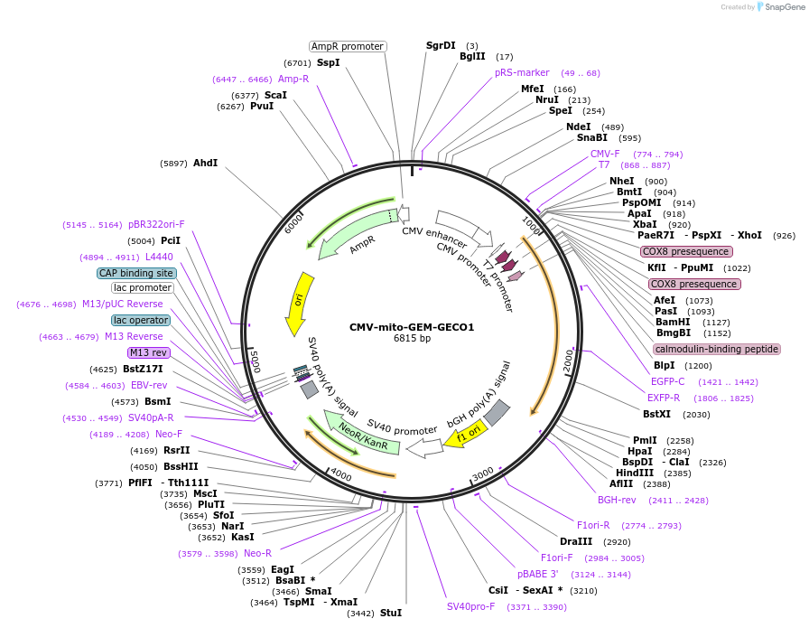 32461-plasmid-map-sequence-id-123705