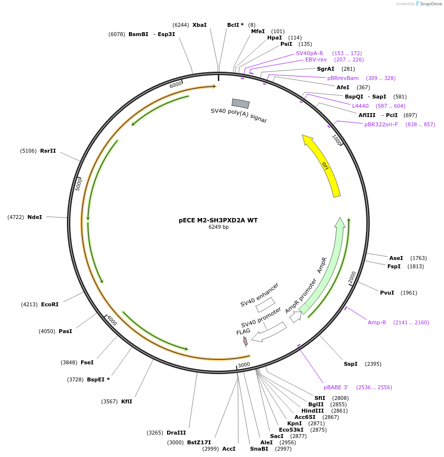 69813-plasmid-map-sequence-id-123762