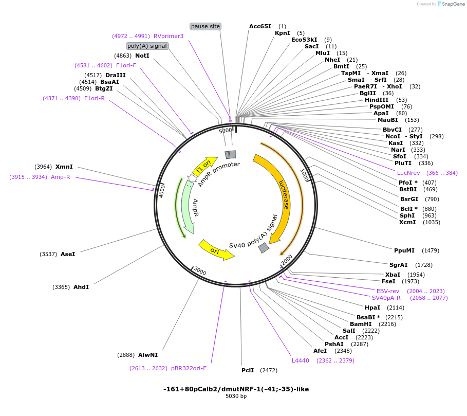 66741-plasmid-map-sequence-id-123766