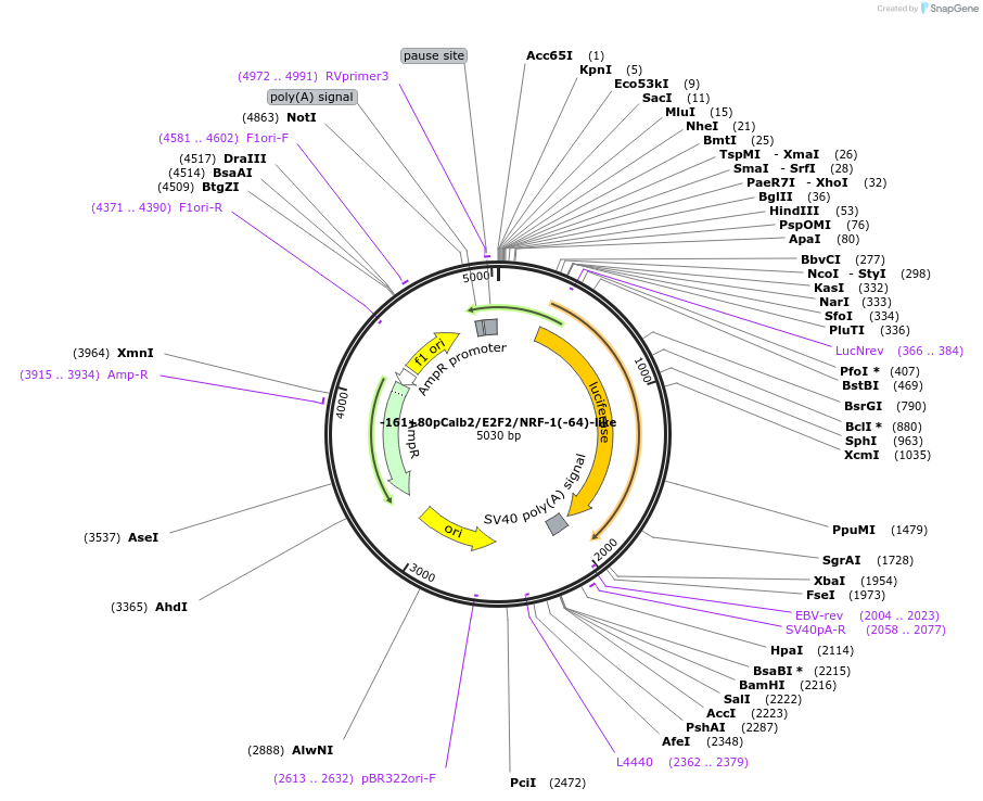 66742-plasmid-map-sequence-id-123767