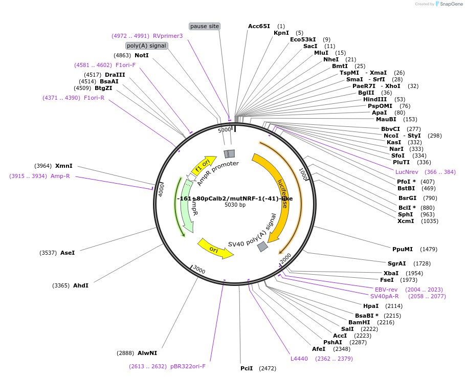 66744-plasmid-map-sequence-id-123769