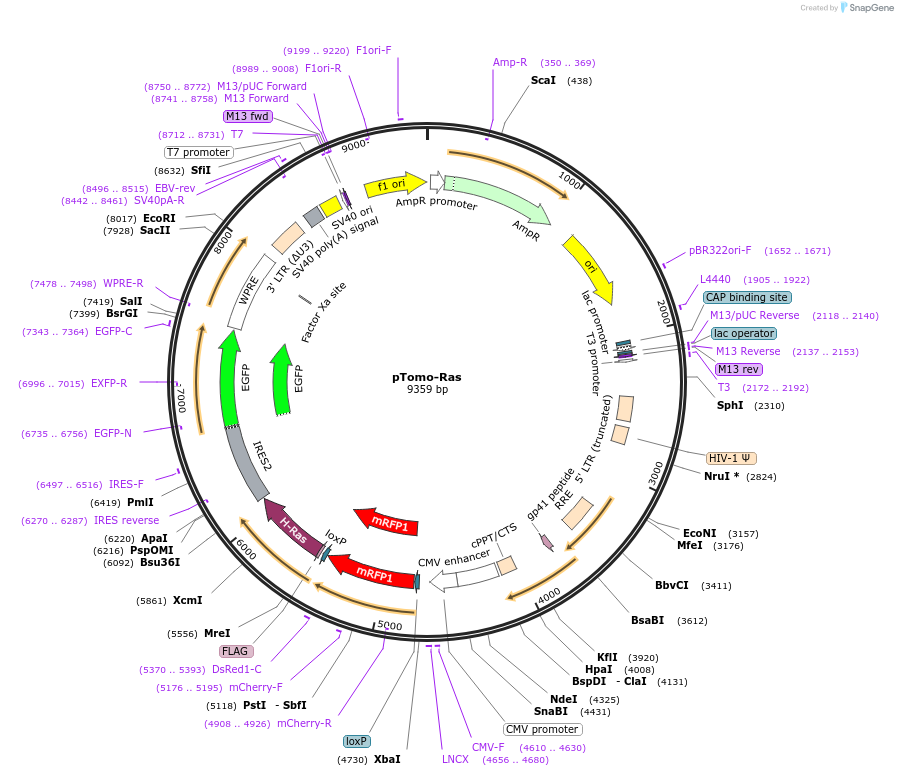 26292-plasmid-map-sequence-id-12377