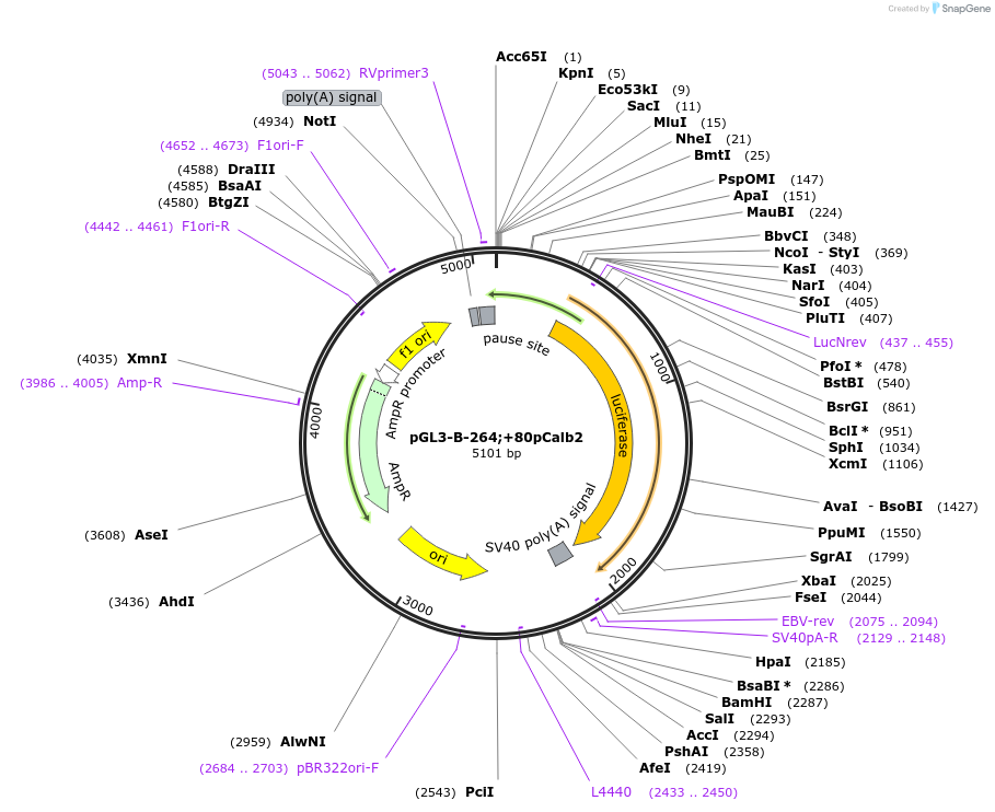 66746-plasmid-map-sequence-id-123771