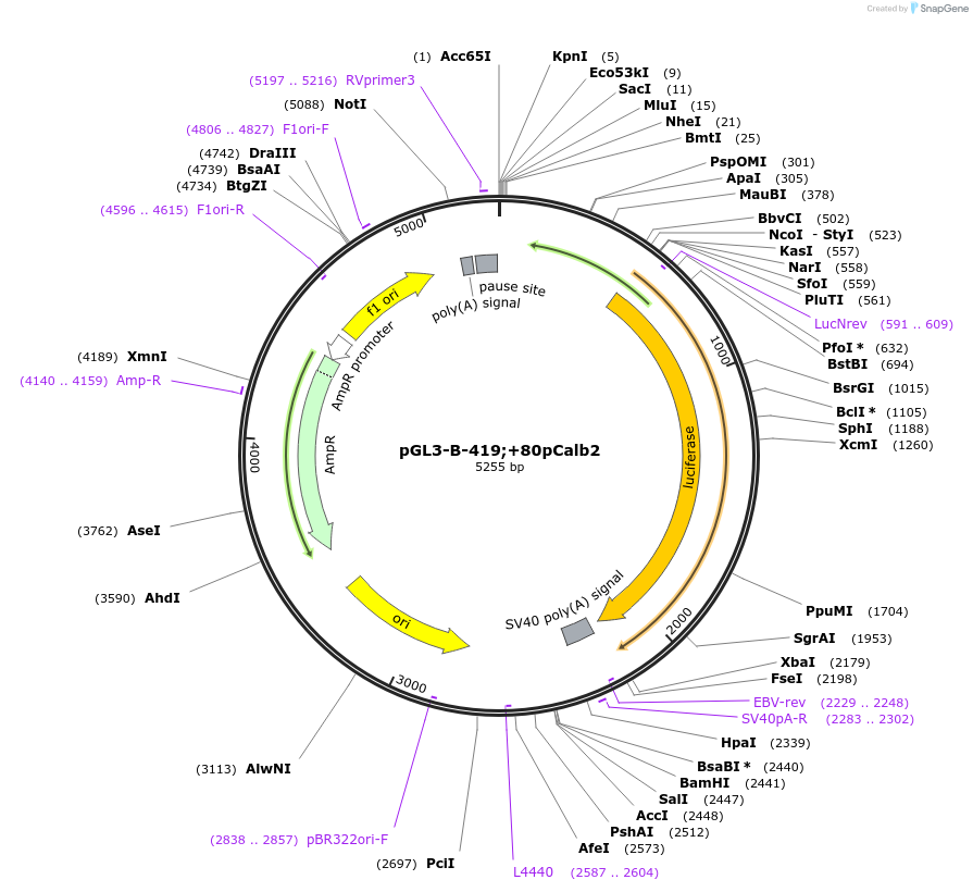 66747-plasmid-map-sequence-id-123772
