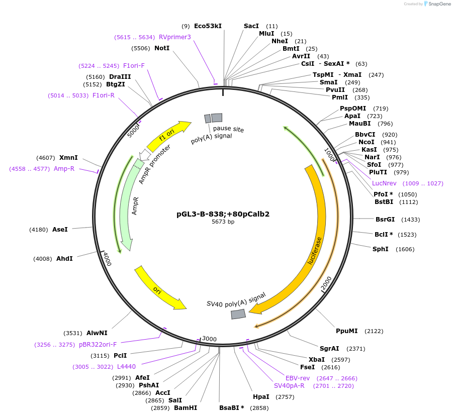 66750-plasmid-map-sequence-id-123776