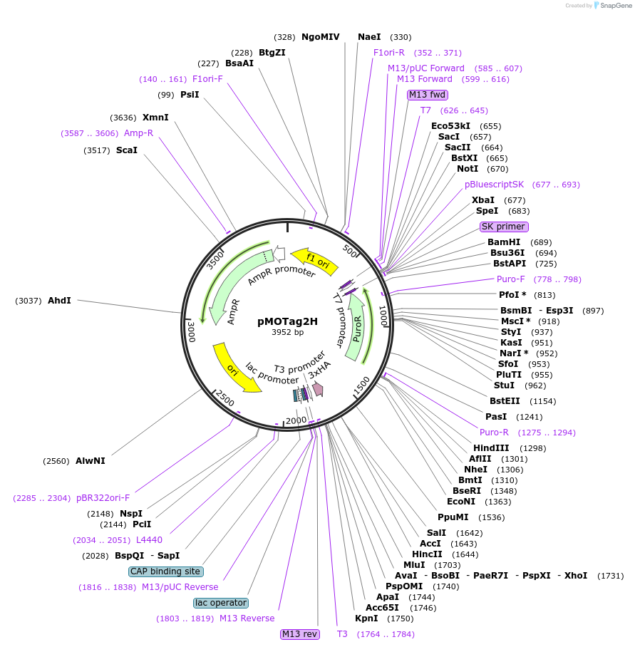 26296-plasmid-map-sequence-id-12381