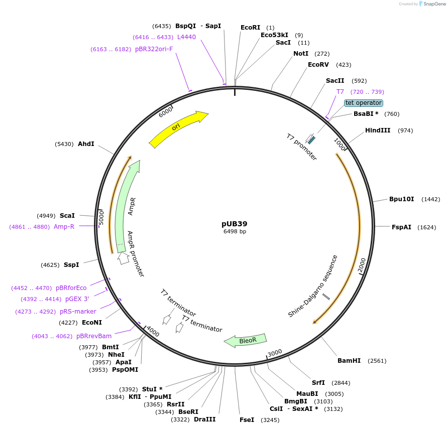 26300-plasmid-map-sequence-id-12384