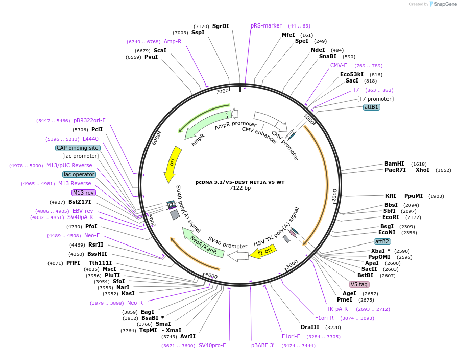69817-plasmid-map-sequence-id-123848