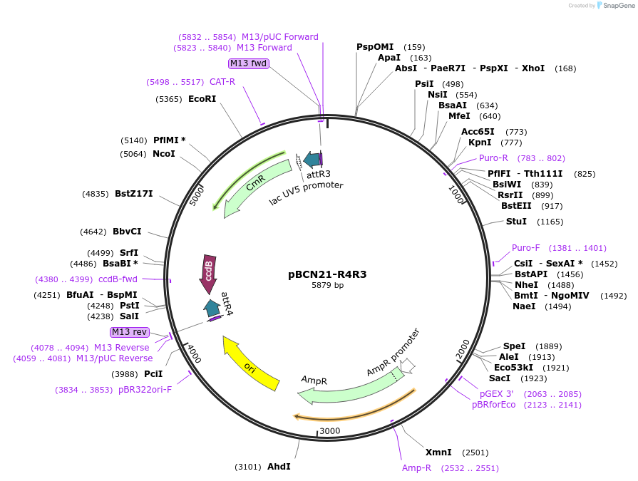 26301-plasmid-map-sequence-id-12385