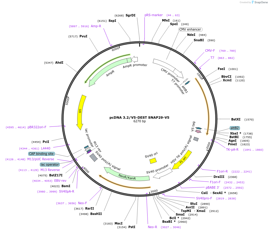 69821-plasmid-map-sequence-id-123873