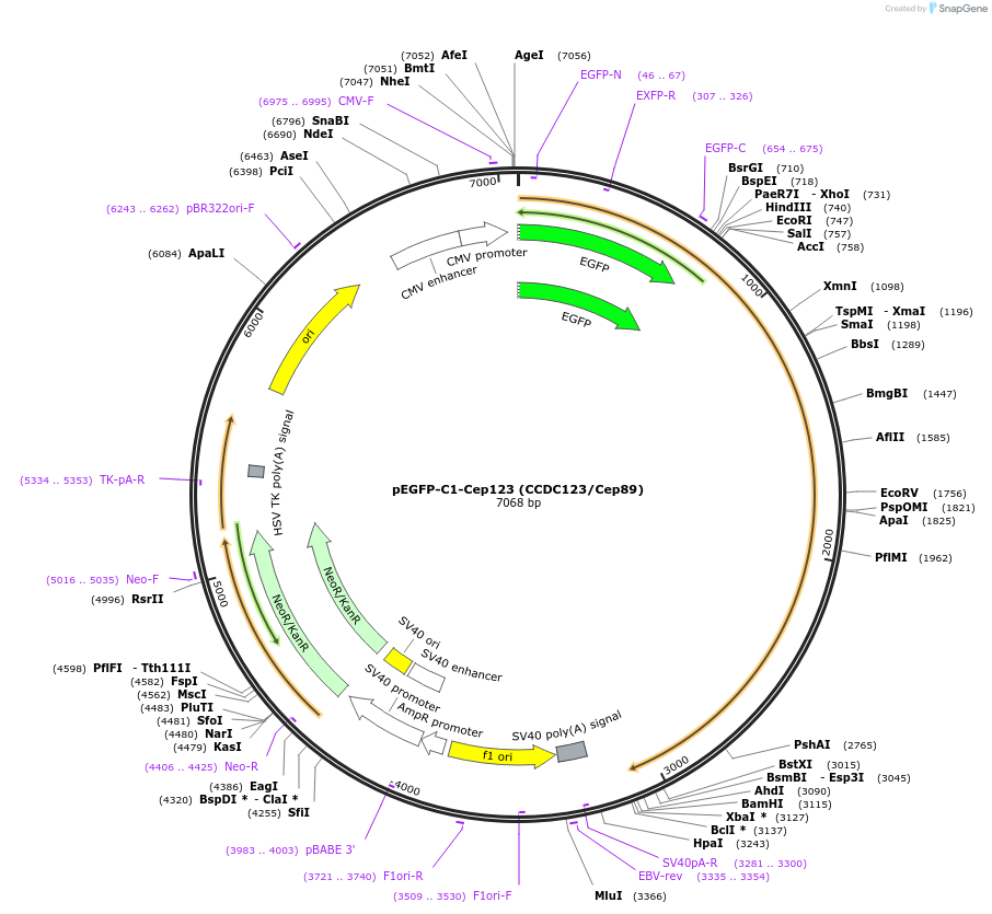 67787-plasmid-map-sequence-id-123874