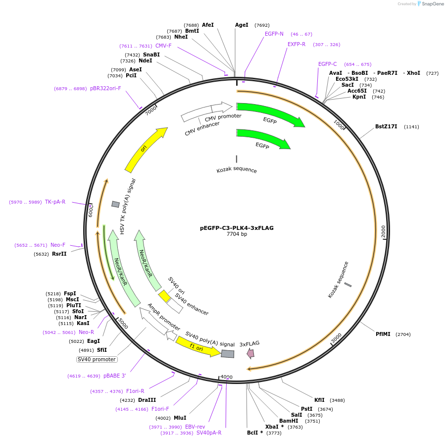 69837-plasmid-map-sequence-id-123876