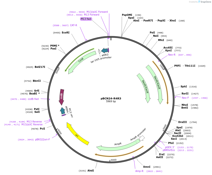 26304-plasmid-map-sequence-id-12388