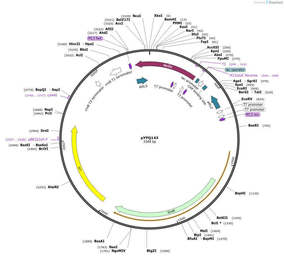 69295-plasmid-map-sequence-id-123907