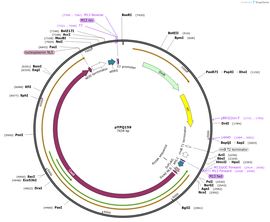 69308-plasmid-map-sequence-id-123949