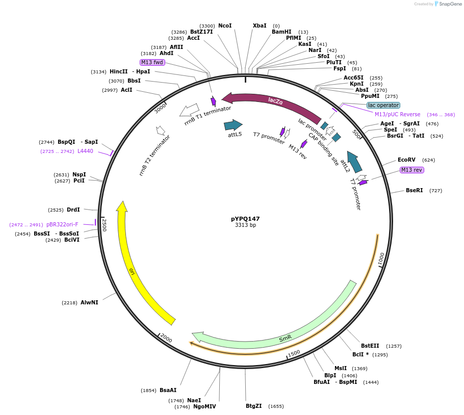 69299-plasmid-map-sequence-id-123956