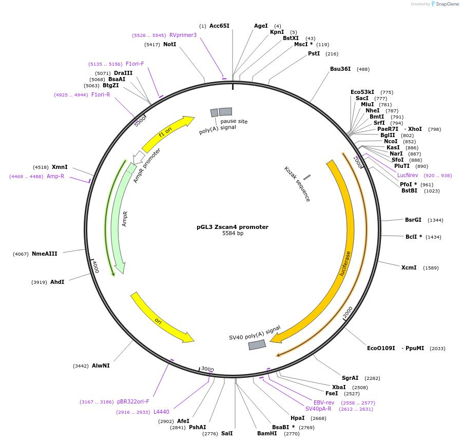69249-plasmid-map-sequence-id-123962