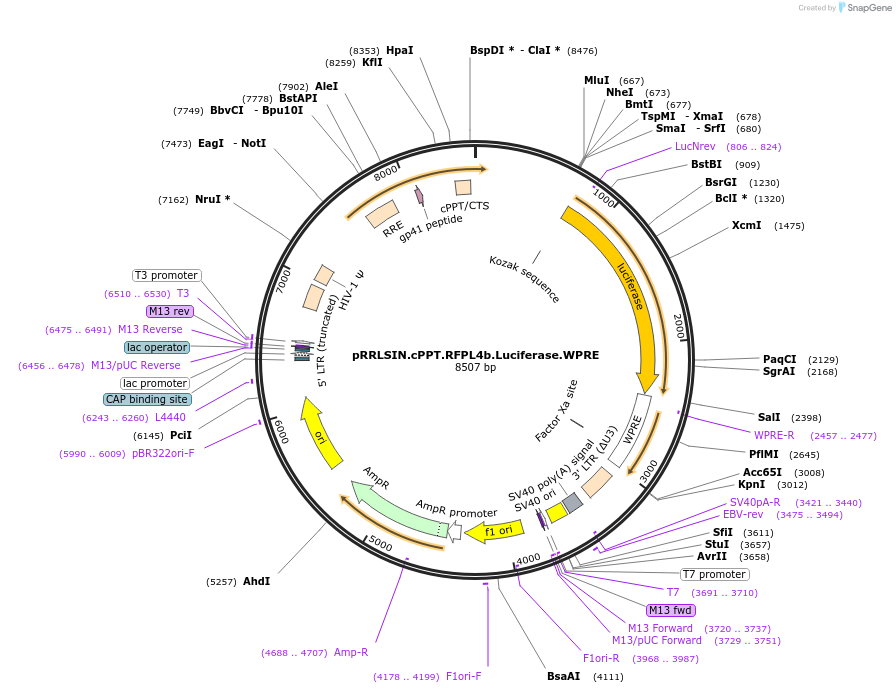 69252-plasmid-map-sequence-id-123983