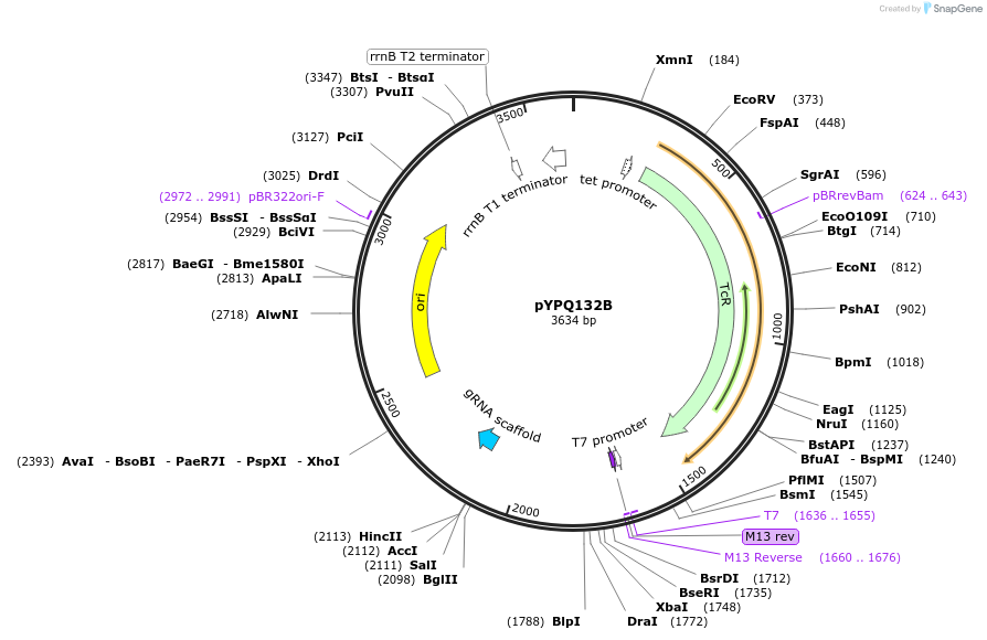69282-plasmid-map-sequence-id-123984