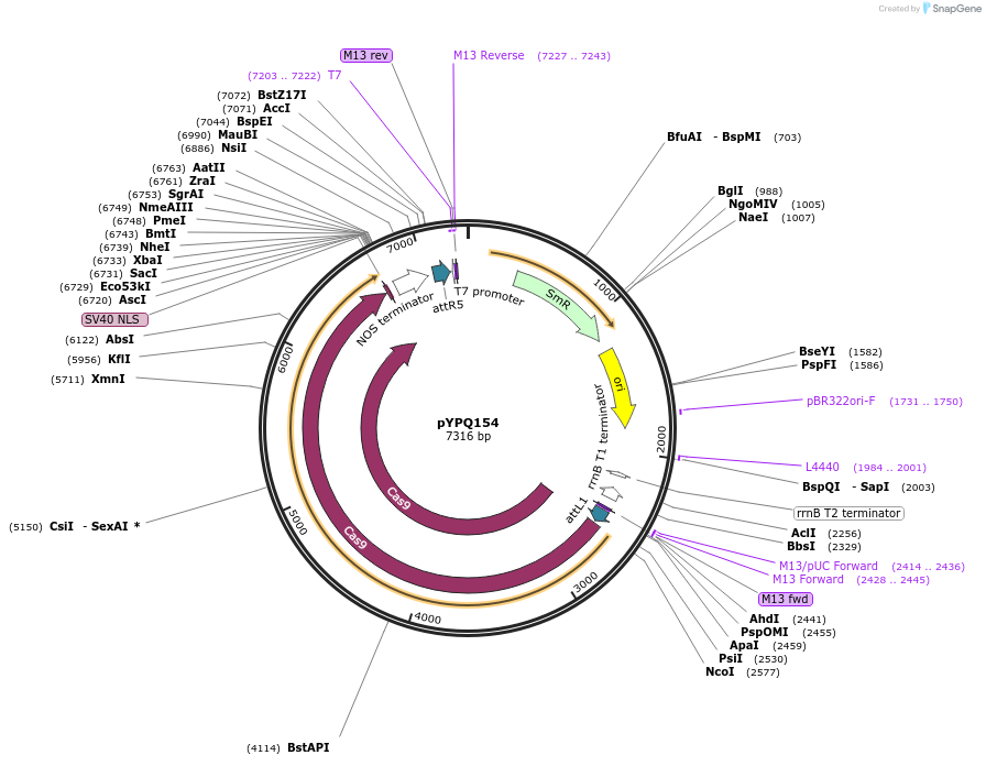 69305-plasmid-map-sequence-id-124029