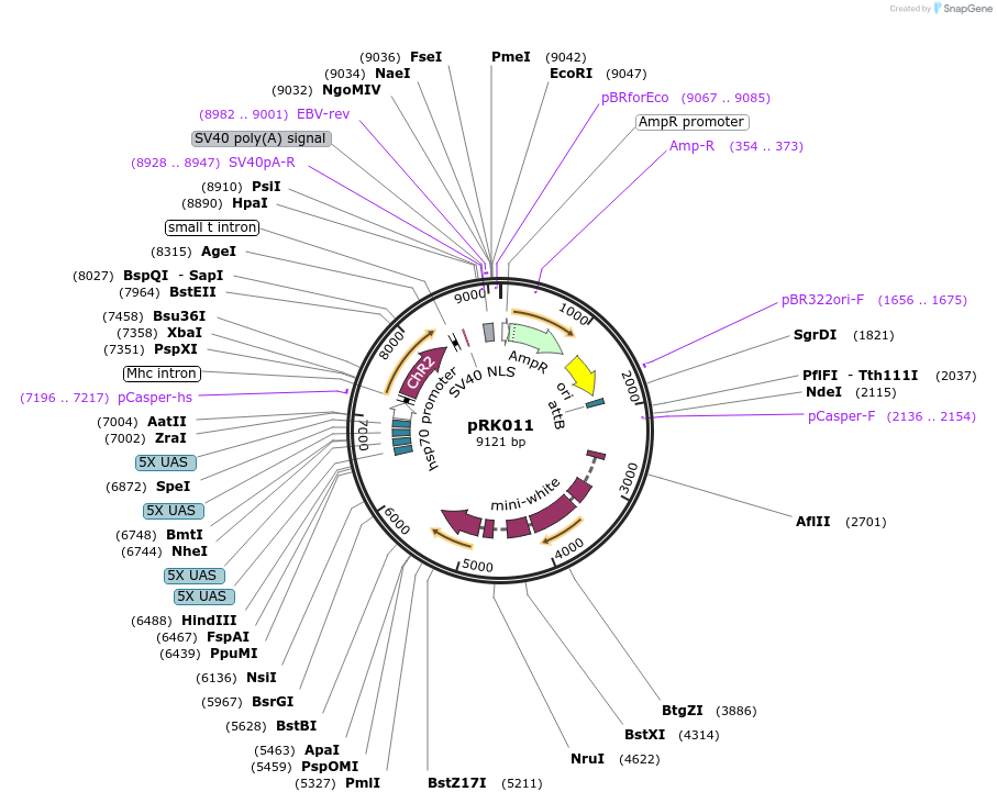 69875-plasmid-map-sequence-id-124041