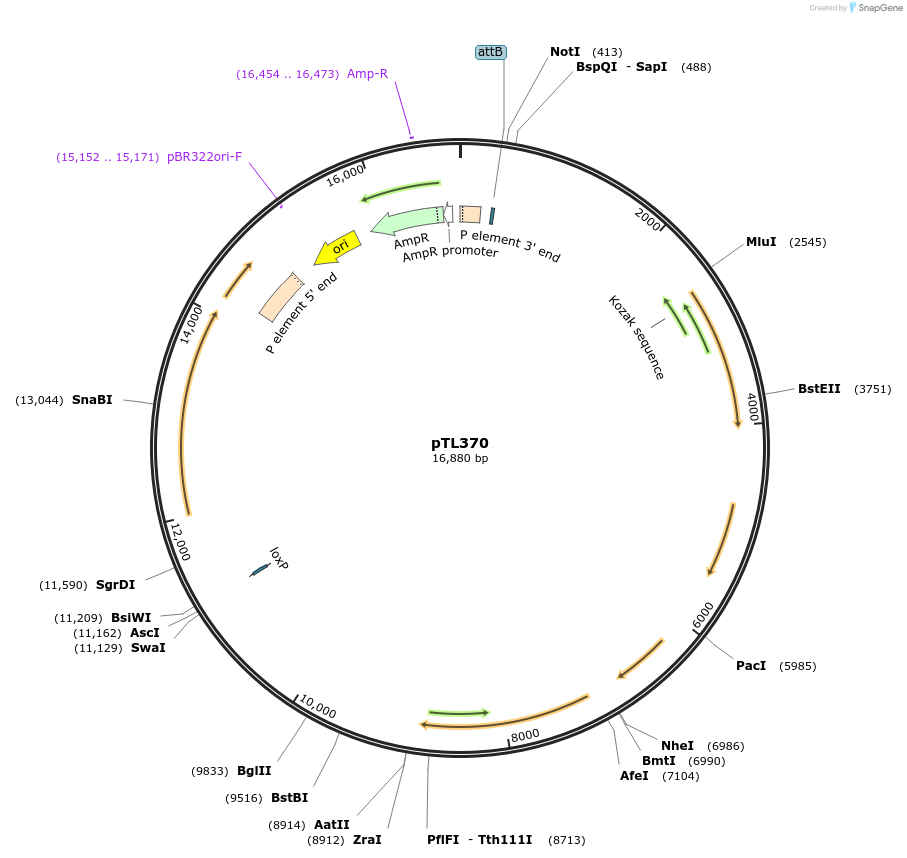 69880-plasmid-map-sequence-id-124043