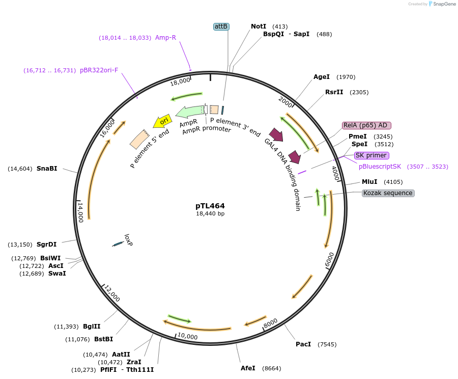 69881-plasmid-map-sequence-id-124046