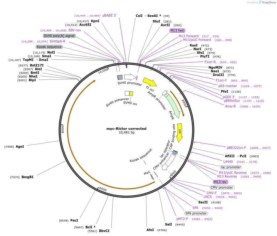 11367-plasmid-map-sequence-id-124056
