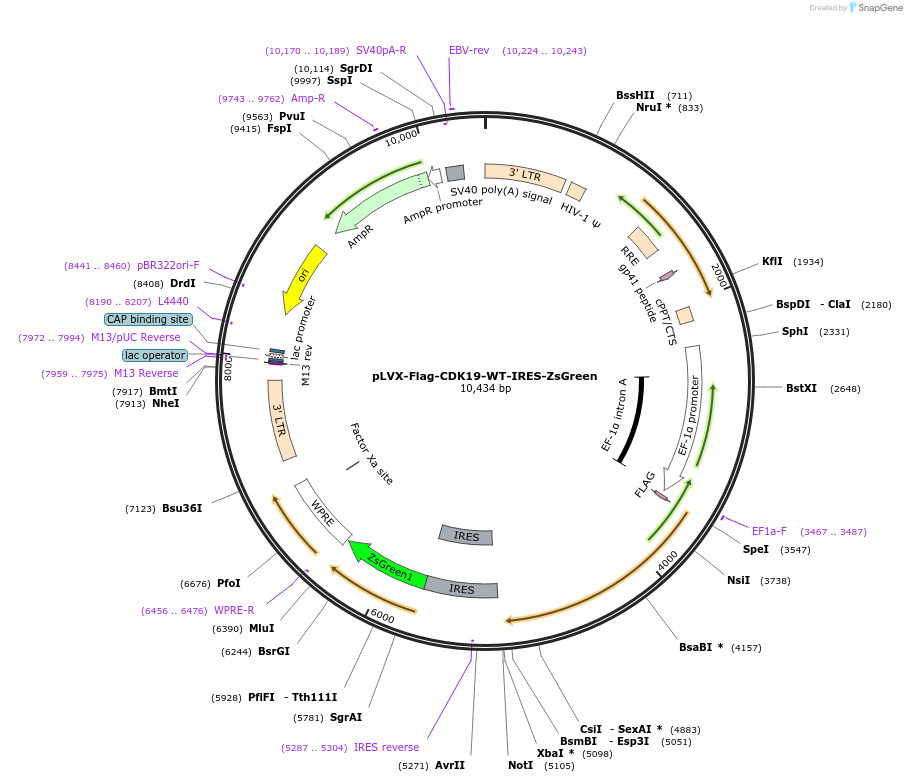 68858-plasmid-map-sequence-id-124074