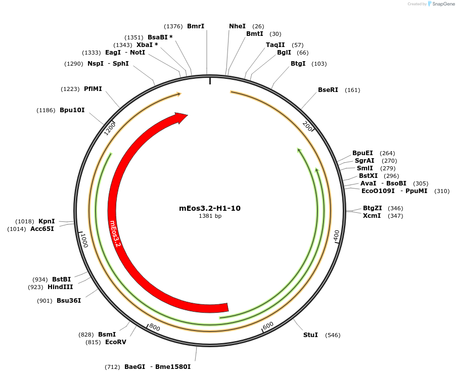 57457-plasmid-map-sequence-id-124124