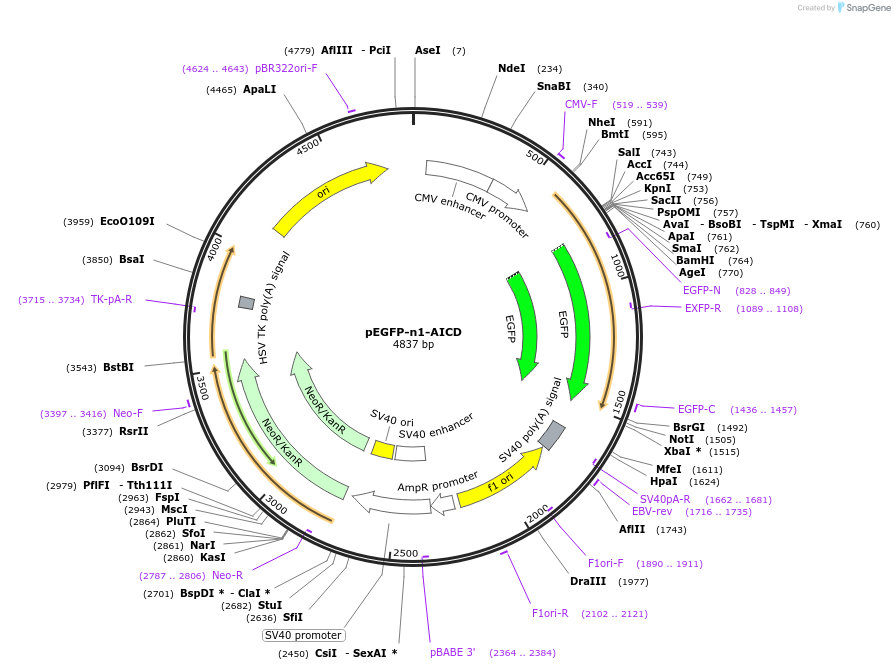 69925-plasmid-map-sequence-id-124152