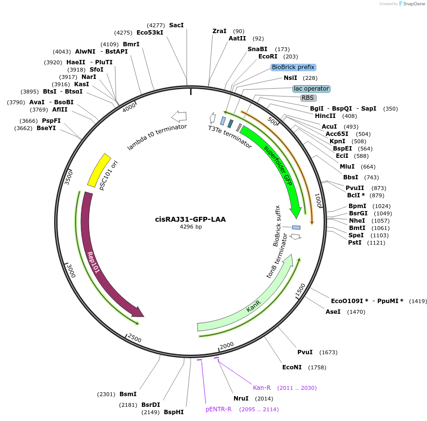 69928-plasmid-map-sequence-id-124227