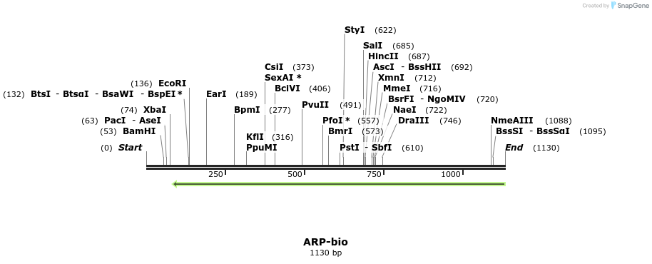 124251_map