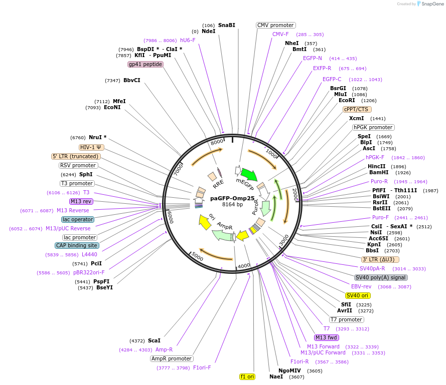 69598-plasmid-map-sequence-id-124258