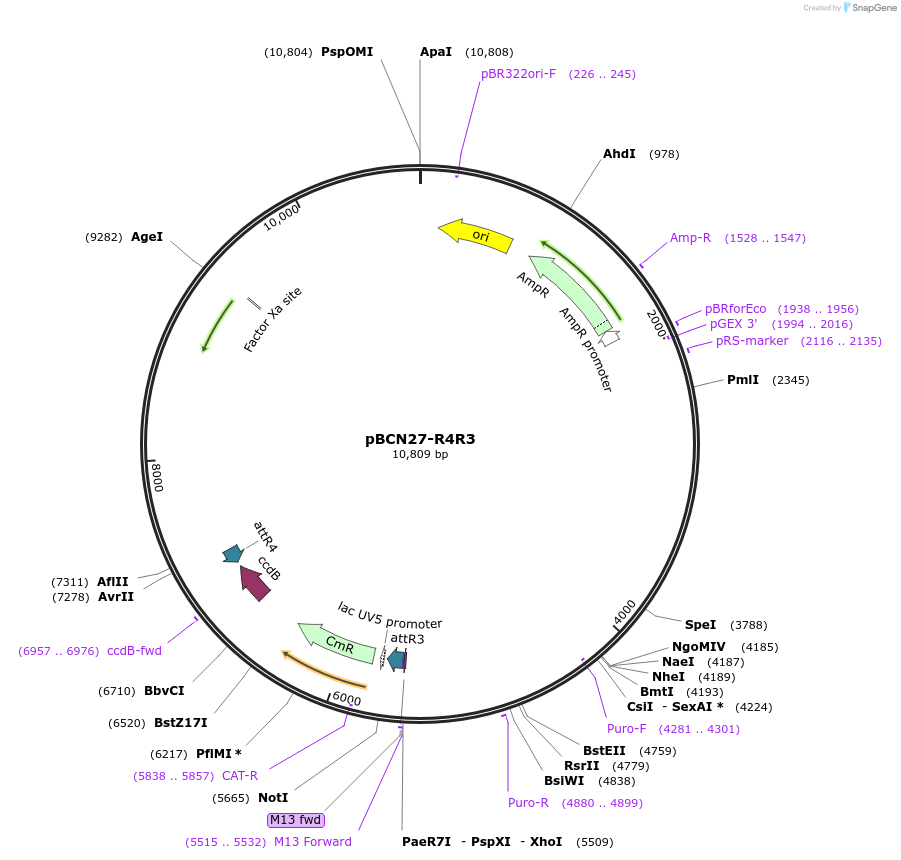 26346-plasmid-map-sequence-id-12430